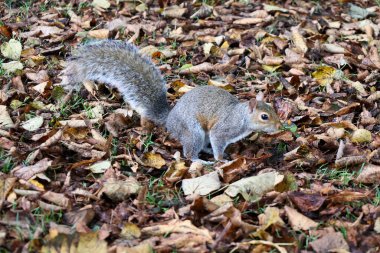 Hyde Park 'ta sincap, Londra, Birleşik Krallık Sonbaharda