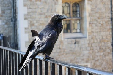 İngiltere, Londra Kulesi 'ndeki Kara Karga