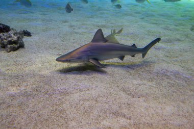 Küçük gri köpek balığı (Carcharhinus plumbeus) İspanya 'nın Valencia kentindeki okyanus yerçekimi akvaryumunda..