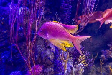Üç kuyruklu berber balığı olarak da bilinen Anthias Anthias, İspanya 'nın Valencia kentindeki Okyanus Akvaryumu' nda bulunur..