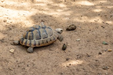 Akdeniz kaplumbağası (Testudo hermanni), Okyanus, Valencia, İspanya