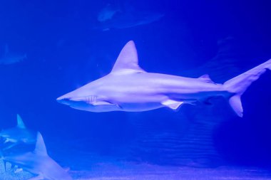 Kum köpekbalığı veya karton köpekbalığı (Carcharhinus plumbeus), İspanya 'nın Valencia kentindeki Okyanus Akvaryumu' nda.