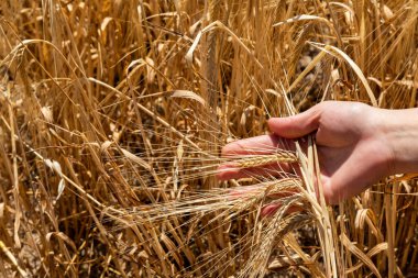 Güneşli tarlada buğday kulağı tutan adamın eli