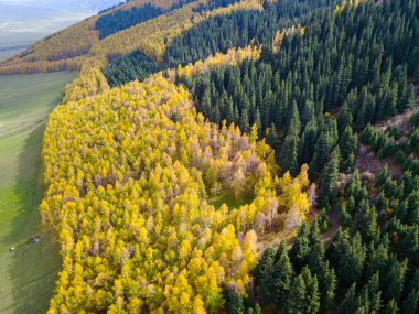 Aerial view of beautiful mountain meadow with fir trees clipart