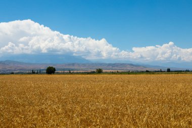Arka planda dağlar olan olgun arpa tarlalarının görüntüsü