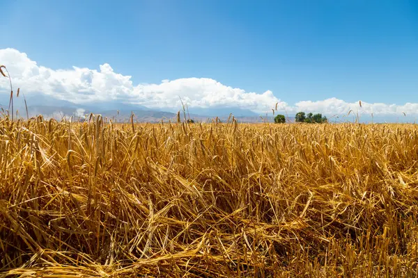 Stock image Close up view of yellow barley sprouts on sunny summer day