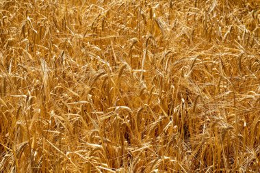 Güneşli yaz gününde sarı arpa filizlerinin desen görünümünü kapat.