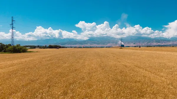 Stock image Aerial view of ripe barley fields