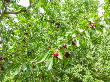 Bahçedeki kiraz ağacından sarkan olgun kirazlar.