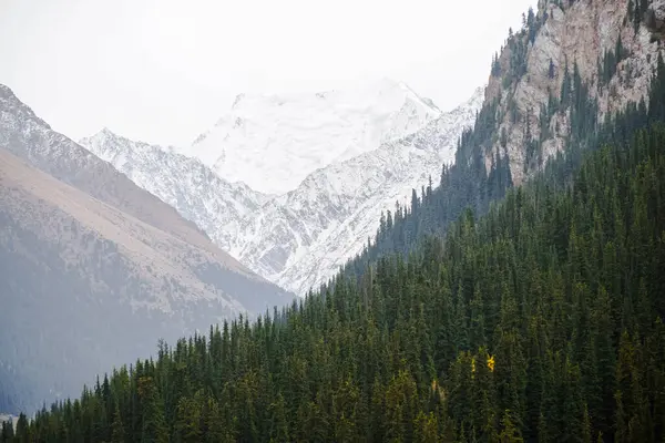 stock image Snowy mountains with fir trees