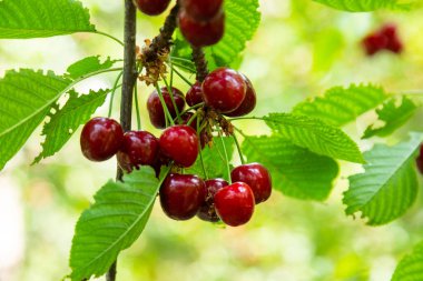 Kiraz ağacından sarkan olgun kirazların yakın çekimi