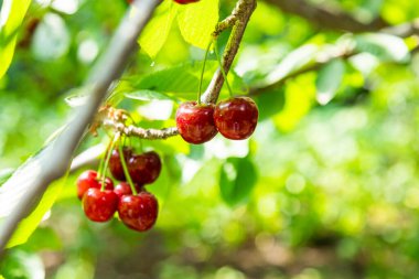 Kiraz ağacından sarkan olgun kirazların yakın çekimi