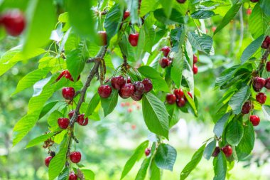 Kiraz ağacından sarkan olgun kirazların yakın çekimi