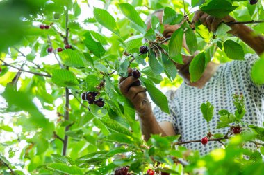 Ağaçlara tırmanan adam bahçedeki kovaya kiraz topladı.