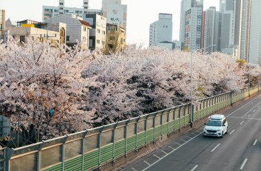 Seul, Güney Kore - 10 Nisan 2022 Seul Güney Kore otoyolu ile birlikte kiraz çiçekleri