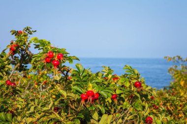 Canlı kırmızı böğürtlenlerin yakın planında, yemyeşil yapraklarla mavi denizin bir zeminine karşı, doğanın renklerini vurguluyor.