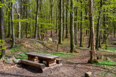 İsveç 'teki Soderasen Milli Parkı Ağaçları