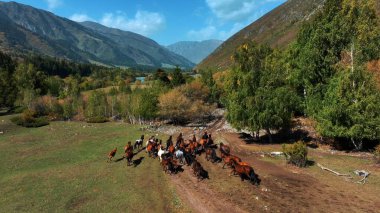 Çayır boyunca koşan vahşi at sürüsünün havadan görünüşü