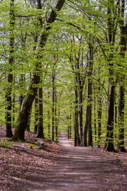 İsveç 'teki Soderasen Milli Parkı Ağaçları