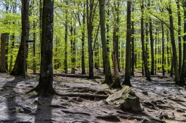 İsveç 'teki Soderasen Milli Parkı Ağaçları