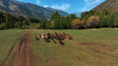 Çayır boyunca koşan vahşi at sürüsünün havadan görünüşü