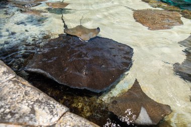 Akvaryumda sığ sularda yüzen birden fazla vatoz var.