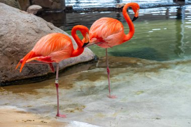 İki parlak pembe flamingo su kenarında tek ayak üzerinde duruyor, bir tanesi tüylerini tımar ediyor. Flamingolar kayalar ve suyla çevrili.