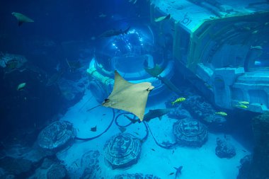 Sahne vatoz ve balığın mavi ışıklı bir akvaryumda yüzdüğünü gösteriyor.