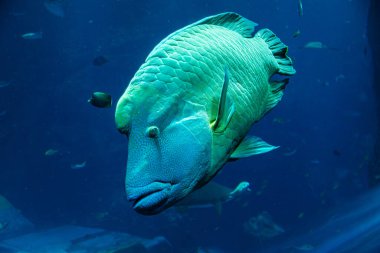 Mavi suyla büyük bir akvaryumda yüzen bir Napolyon burgeri.