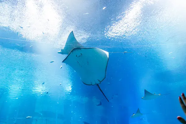 stock image Aquatic scene featuring a stingray swimming in a blue-lit aquarium, showcasing diverse marine life