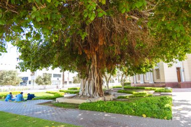 Dubai, Birleşik Arap Emirlikleri - 21 Haziran 2023: Dubai 'deki Jumeirah Camii' nde bir gün boyunca büyük ağaç