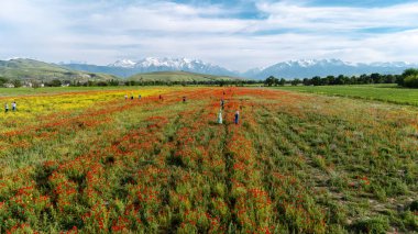 Bishkek, Kırgızistan - 13 Mayıs 2024: Güneşli bir günde, arka planda karlı dağlar olan canlı bir gelincik tarlasında fotoğraf çeken insanlar