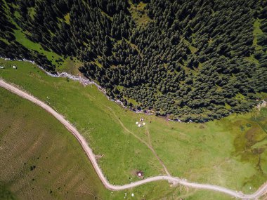 Dağ nehri ve köknar ağaçlarının havadan görünüşü