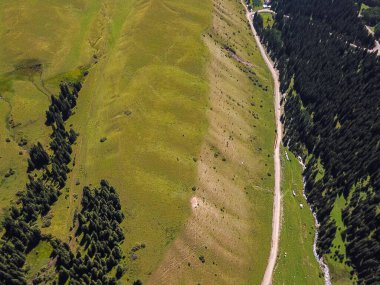 Dağ nehri ve köknar ağaçlarının havadan görünüşü