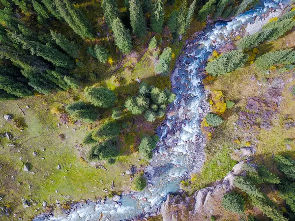 Dağ nehri ve köknar ağaçlarının havadan görünüşü