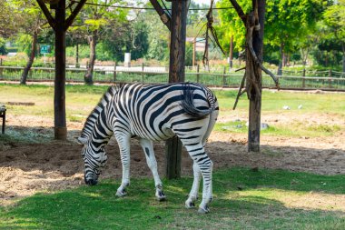 Yalnız bir zebra gölgenin altında çimen arar. Ayırt edici siyah beyaz çizgilerini sergiler.