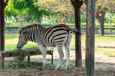 Korunaklı bir yapının altında samanla beslenen bir zebra görülüyor. İkonik çizgileri canlı bir park ortamında öne çıkıyor.