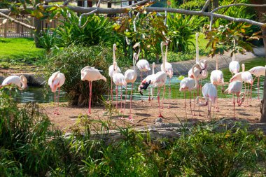 Büyük bir flamingo grubu bir göl kenarında toplanıyor. Canlı pembe tüyleri yemyeşil ve dalgalı suyla çelişiyor.