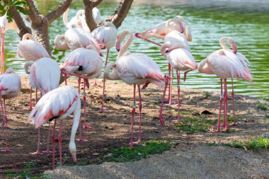 Bir flamingo sürüsü su kenarında doğal davranışlar sergiler, bazıları yemyeşil ve sakin sularla çevrili bir şekilde tek ayak üzerinde durur.