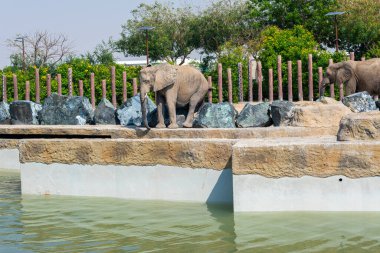 İki Afrika fili safari parkında suyun yanında duruyor. Arkasında kayalar ve ahşap direkler ve yemyeşil alanlar var.