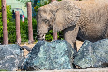 Afrika filinin büyük kayalarla etkileşime girdiği detaylı bir manzara, güneşli bir safari ortamında desenli derisini ve gövdesini sergiliyor.