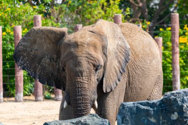 Devasa kafasını, büyük kulaklarını ve dokulu derisini canlı bir safari parkında gösteren bir Afrika filinin samimi portresi.
