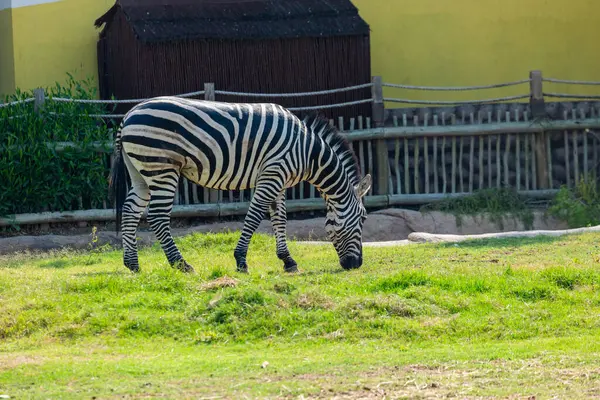 Yalnız bir zebra yeşil çimlerde otlar, onun çarpıcı siyah beyaz çizgileri safari parkının canlı yeşilliğiyle çelişir.