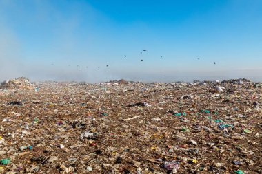 Arazide uçan kargalarla dolu çöp yığınlarını yakmak