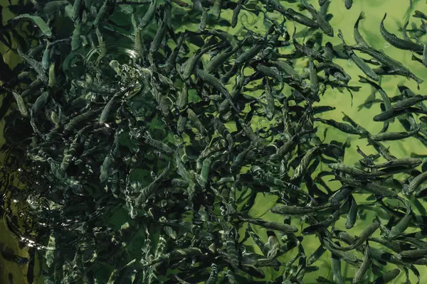 stock image Closeup of school of juvenile fish in the freshwater