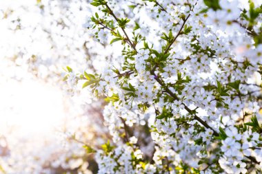 Ağaçta güzel beyaz kiraz çiçekleri olan bir dal. Çiçekli kiraz ağacıyla doğa sahnesi