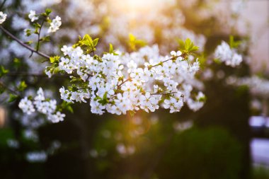 Ağaçta güzel beyaz kiraz çiçekleri olan bir dal. Çiçekli kiraz ağacıyla doğa sahnesi