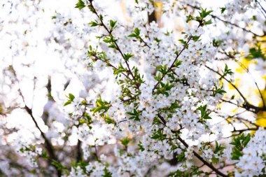 Ağaçta güzel beyaz kiraz çiçekleri olan bir dal. Çiçekli kiraz ağacıyla doğa sahnesi