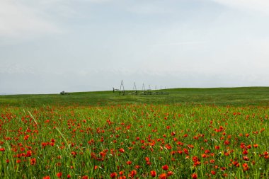 Kırmızı gelincik çiçekleri tarlası