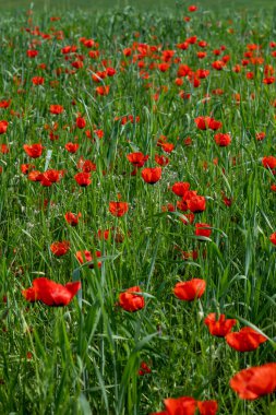 Kırmızı gelincik çiçekleri tarlası